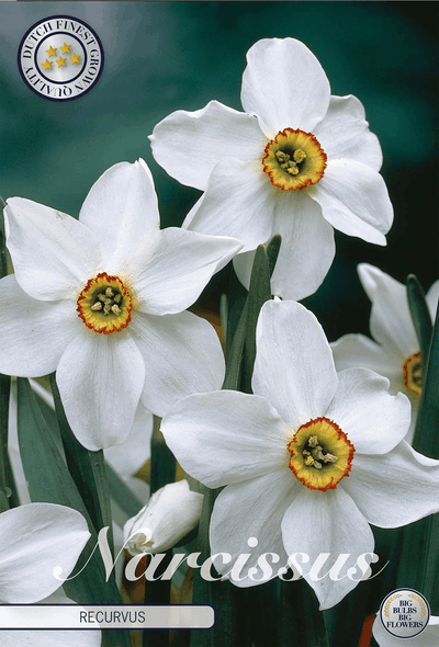 Narcissus Recurvus