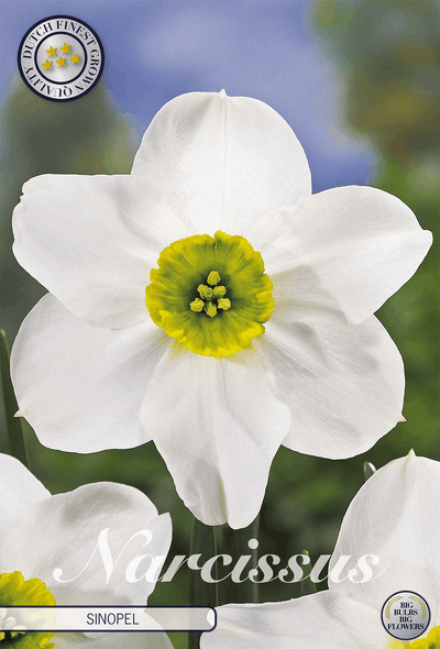 Narcissus Sinopel