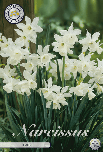 Narcissus Thalia