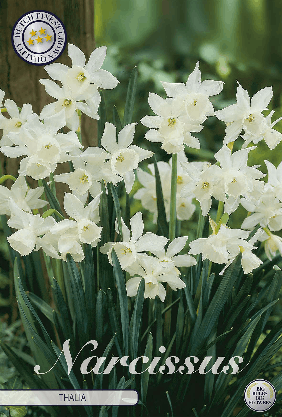 Narcisses blancs