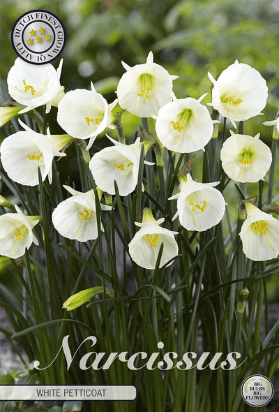 Narcissus White Petticoat