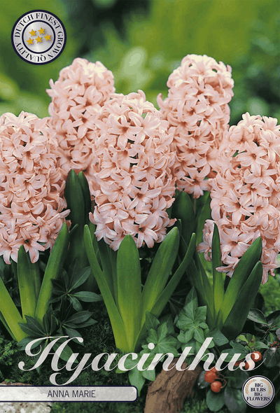 Hyacinthus Anna Marie