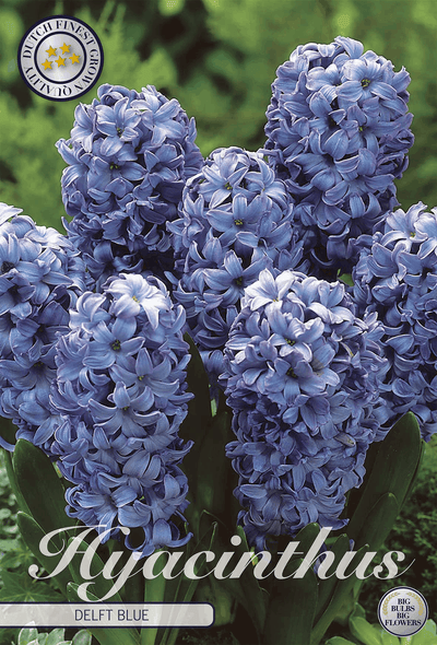 Hyacinthus Delft Blue