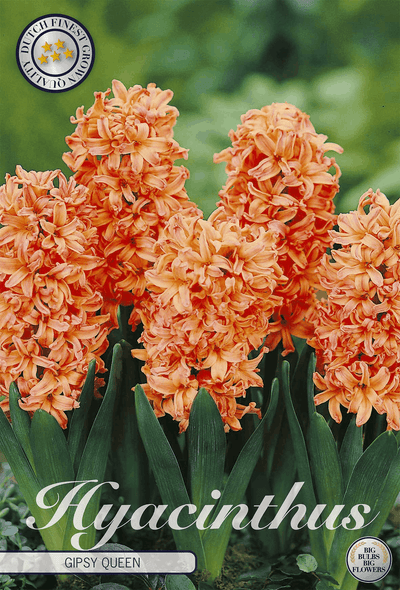 Hyacinthus Gipsy Queen