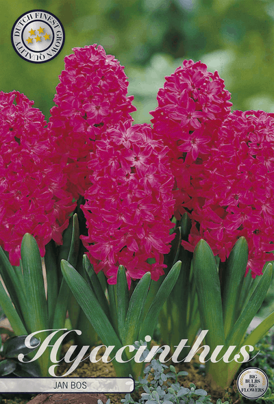 Hyacinthus Jan Bos
