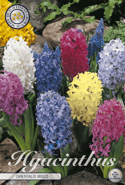 Hyacinthus Orientalis Mixed