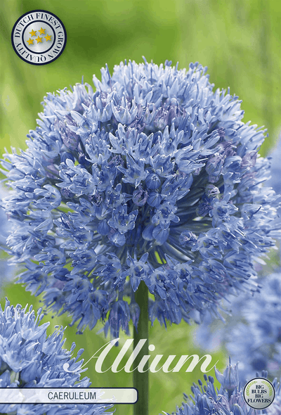Allium Caeruleum