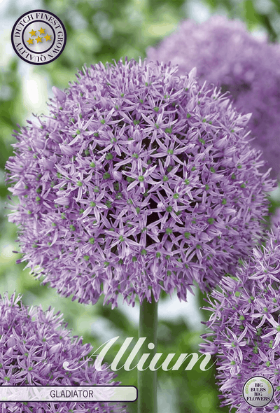 Allium Gladiator