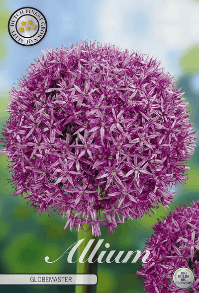 Allium Globemaster