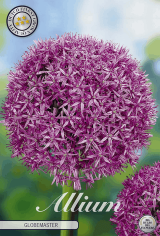 Allium