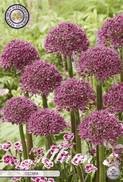Allium Ostara
