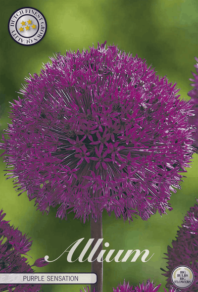 Allium Purple Sensation