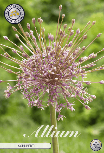 Allium Schubertii