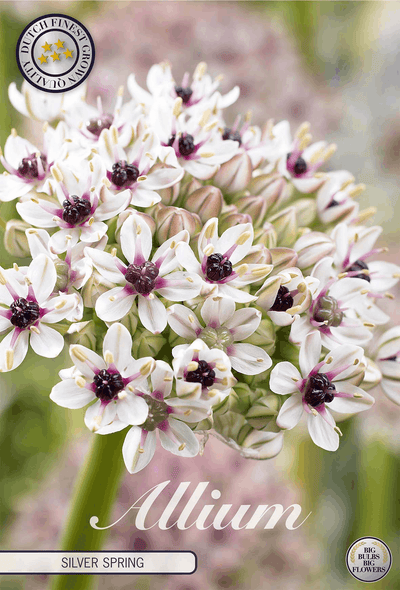 Allium Silver Spring