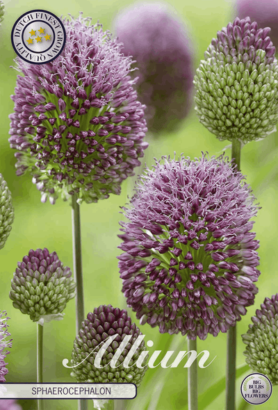 Allium Sphaerocephalon