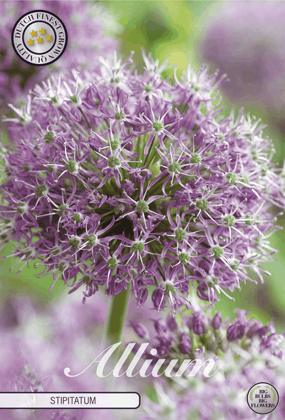 Allium Stipitatum