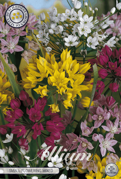 Allium Small Flowering Mixed