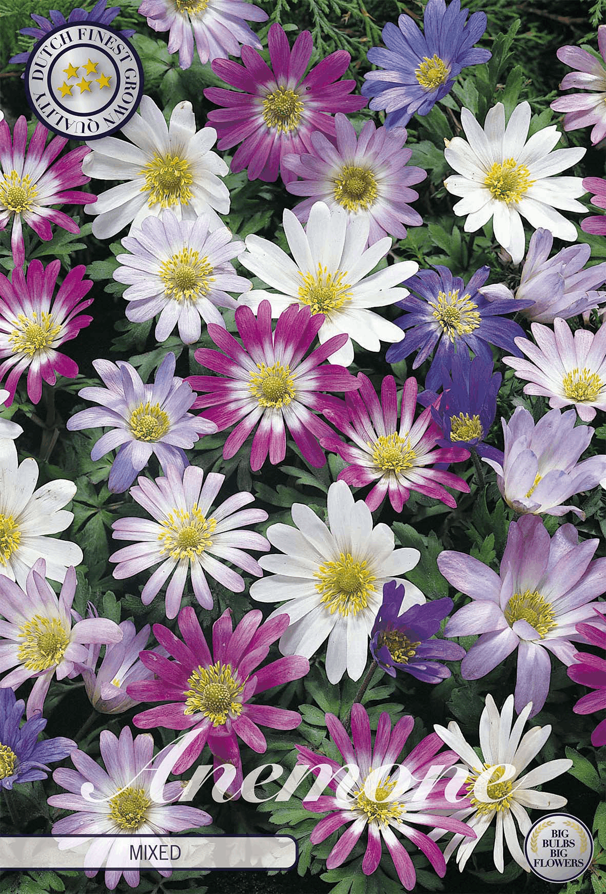 Anemonen