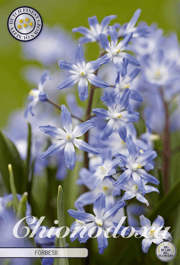 Chionodoxa Forbesii