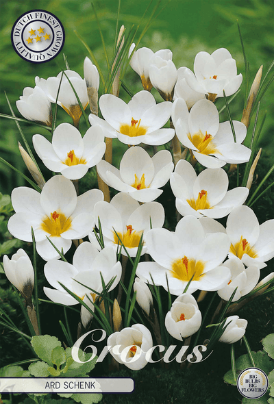 Crocus Ard Schenk