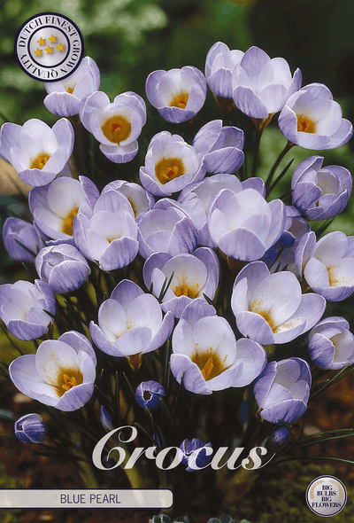 Crocus Blue Pearl