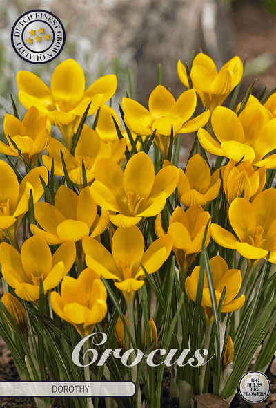 Crocus Dorothy