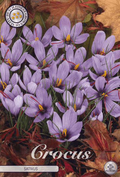 Crocus Sativus