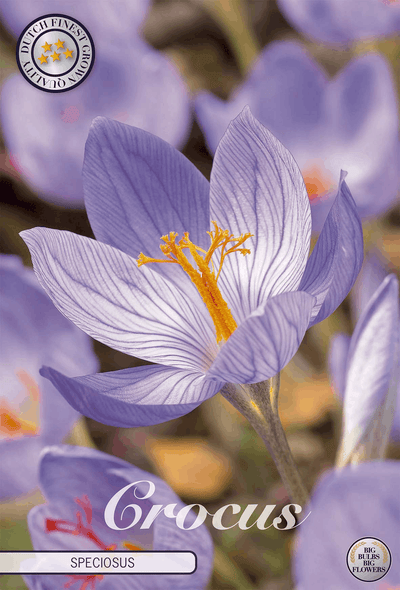 Crocus Speciosus