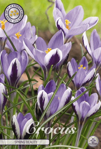 Crocus Spring Beauty