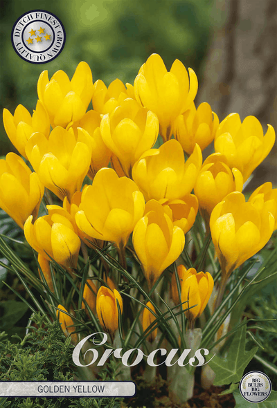Crocus Golden Yellow