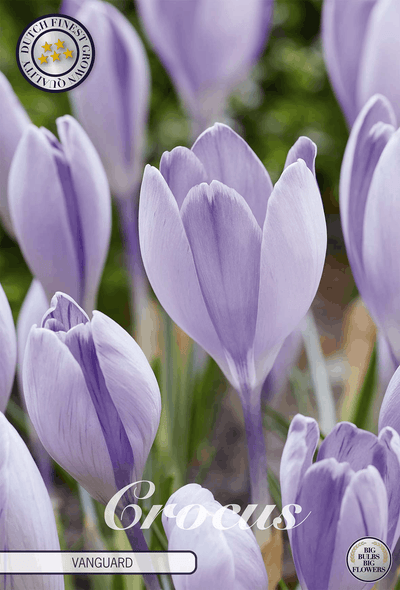 Crocus Vanguard