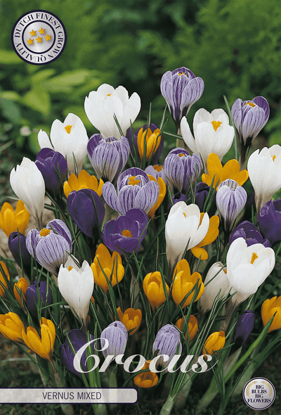 Crocus Vernus Mixed
