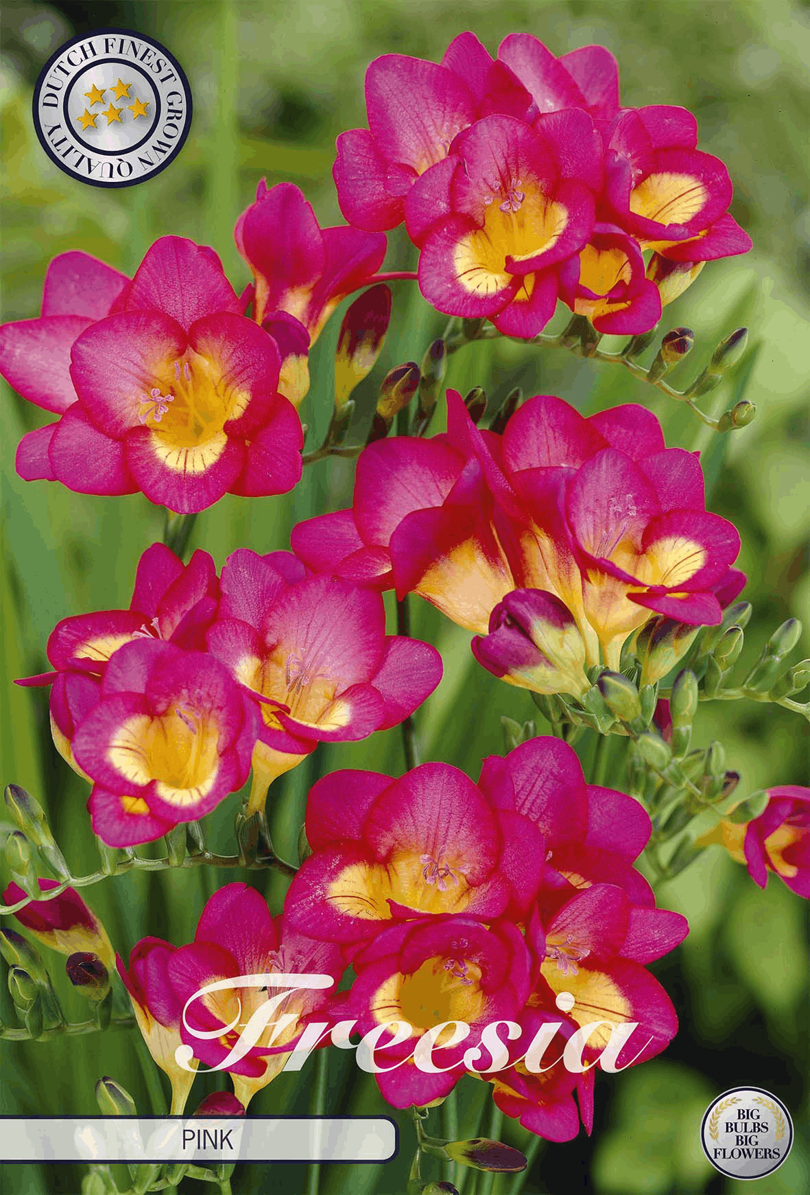 Freesia bulbs