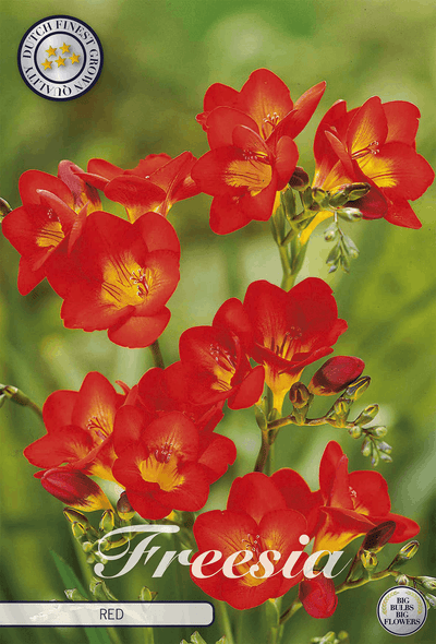 Freesia Red