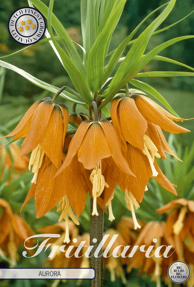 Fritillaria Aurora