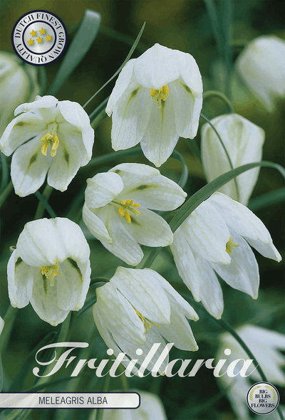 Fritillaria Meleagris Alba