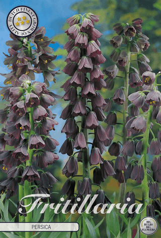 Flower bulbs