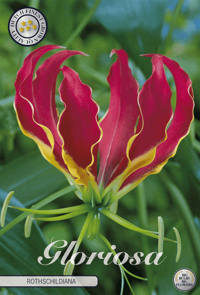 Gloriosa Rothschildiana