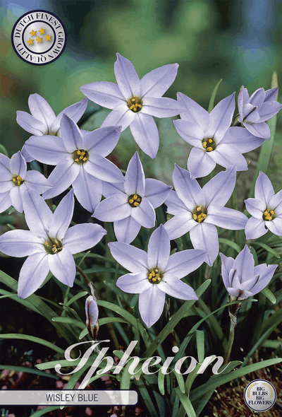 Ipheion Wisley Blue