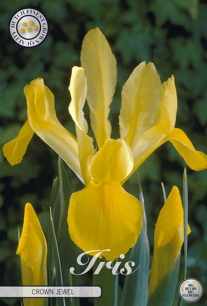 Iris Crown Jewel