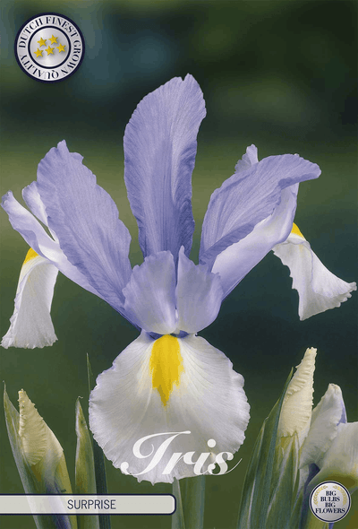 Iris Surprise