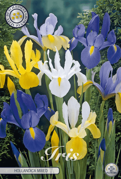Iris Hollandica Mixed
