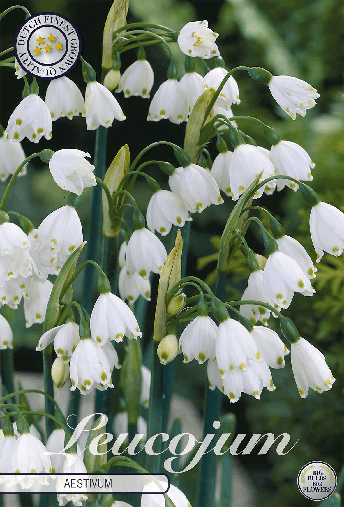 Leucojum bulbs