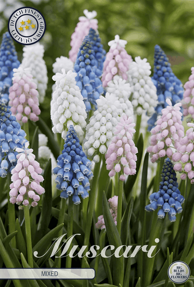 Muscari Mixed