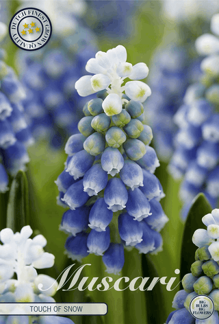 Blauwe druifjes