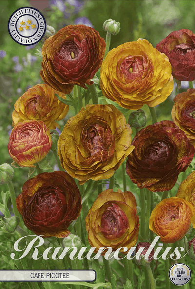 Ranunculus Cafe Picotee