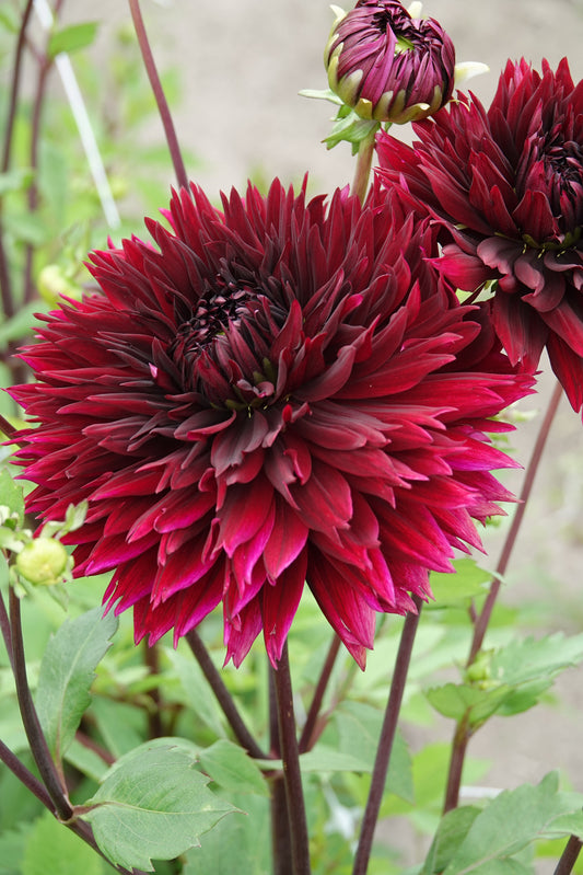 Dahlia Black Touch