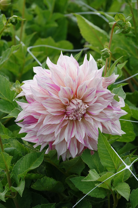 Dahlia Cafe au Lait Royal
