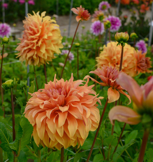 Dahlia Great Hercules