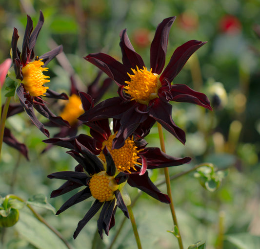 Dahlia Verrones Obsidian